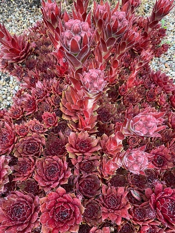 Sempervivum 'Really Red'